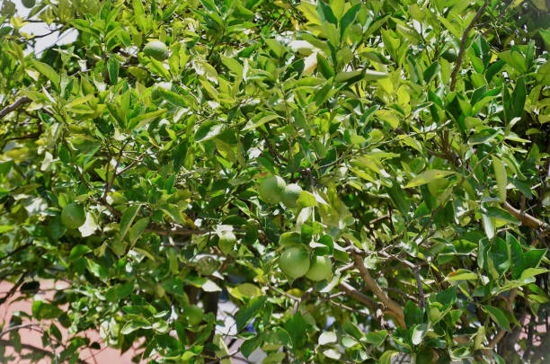 istock Citrus sinensis fruits growing in the backyard 1462390613