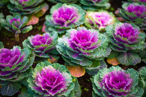 istock Ornamental cabbage originated in Japan. 1462394802