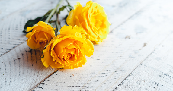 Yellow rose petals close up.