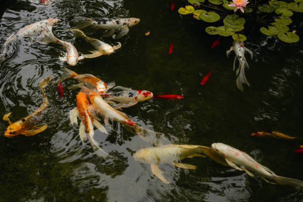 istock CLose up of koi fish pond on a cloudy day. 1462399844