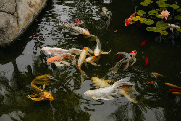 istock CLose up of koi fish pond on a cloudy day. 1462400928