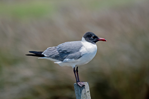 Laughing gull, a medium-size gull with a black head, white eye crescents, and a red bill found in coastal environments