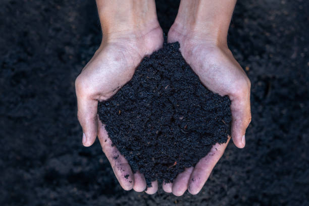 istock Hands holding abundance soil for agriculture or preparing to plant peach concept. Testing soil samples on hands with soil ground background. Concept of soil quality and farming. Gardening. 1462403197