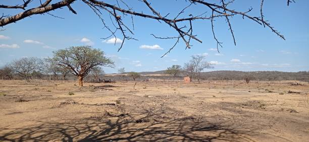 The caatinga in the dry season.