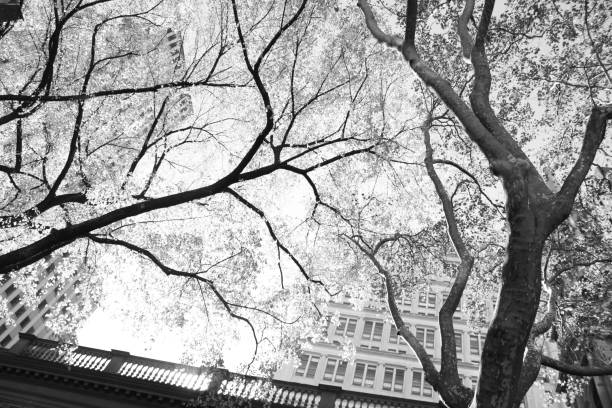 istock Vibrant trees in the city 1462414381