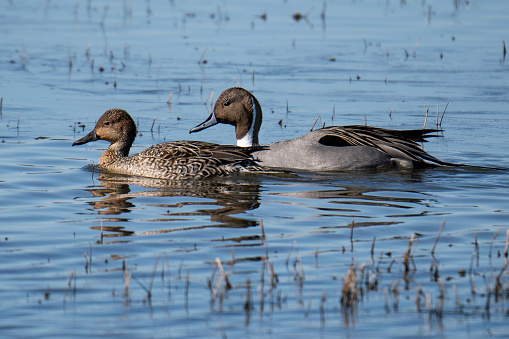 Northern pintail, an elegant, long-necked duck found in wetlands in North America, Europe, Asia, and Africa