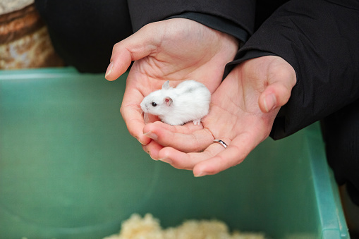 dzungarian hamster in human hands as nice pet
