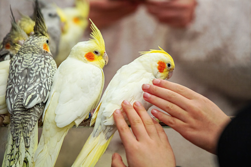 Closeup of two children's hands stroking a white parrot, pet love concept