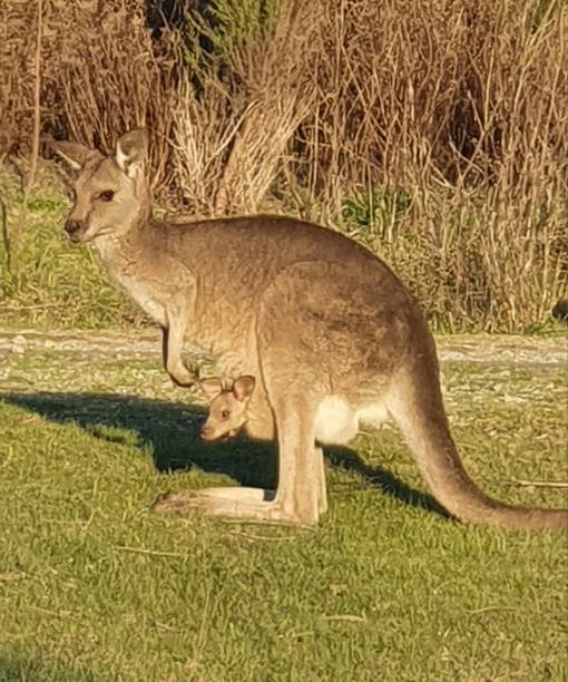 istock Kangaroo and joey - Australia 1462416570