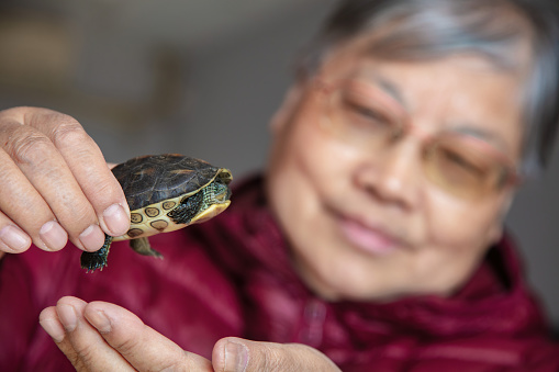Asian grandmother looking at the little turtle held in her hand，Pet love concept