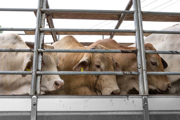 Truck Transport Beef Cattle Cow livestock