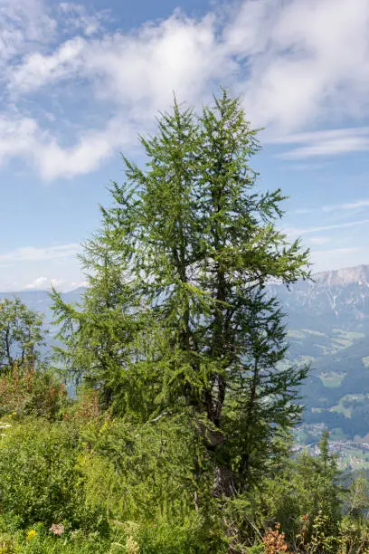 European larch, Larix decidua. Photo taken in Bavarian Alps, Berchtesgadener Land district of Bavaria in Germany