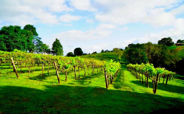 istock Vineyard view, Blackall Range, South East Queensland 1462421910