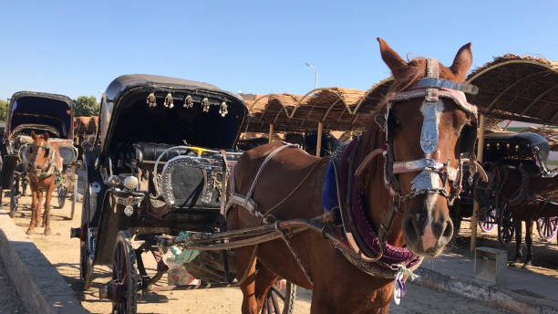 istock Horse carriages waiting for tourists, Aswan, Egypt 1462425036