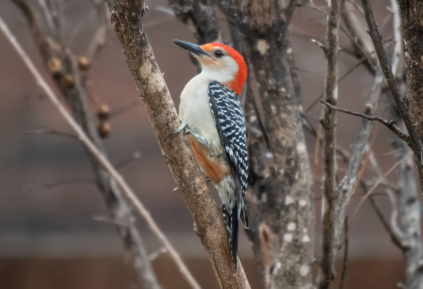 istock Red-bellied woodpecker 1462426280