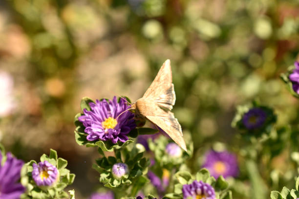 istock A diurnal moth drinks nectar from a purple chrysanthemum. 1462426946