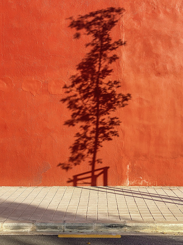 Projected shadow of from recently planted small tree over red wall