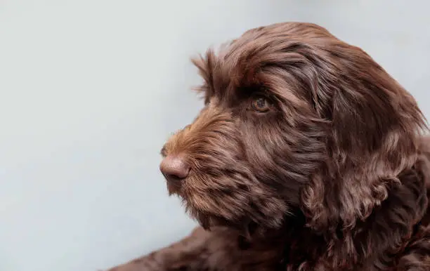 Side profile of cute fluffy brown puppy dog lying while looking at something sideways. 2 months old female Australian labradoodle puppy. Selective focus.