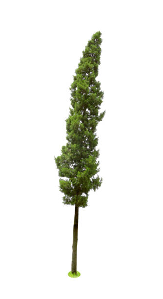 istock pine trees tropics isolated on white background,CUPRESSACEAE,Juniperus Chinensis L. 1462431585
