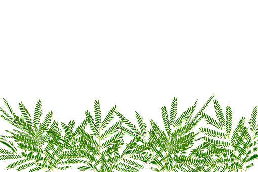 Green leaves pattern,tropical plant leaf isolated on white background,Leucaena leucocepphala