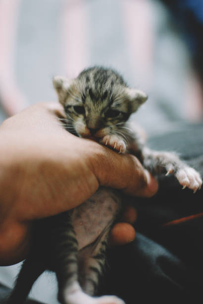 istock playing with cute newborn cat 1462433760