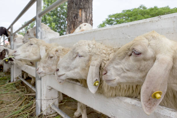 closeup sheep in farm,thailand