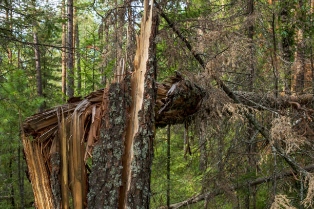istock Destroyed broken coniferous tree in the summer forest. The trunk of a large spruce is broken. 1462445754