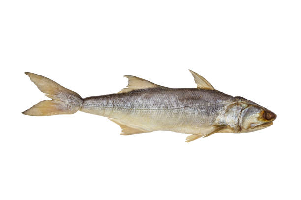 istock Fourfinger threadfin dried fish isolated on white background, salted fish 1462446514