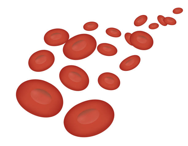 혈관을 통해 흐르는 적혈구의 이미지 그림 - 배경이 투명합니다. - blood cell anemia cell structure red blood cell stock illustrations