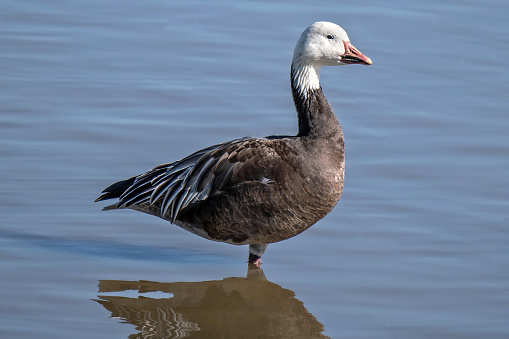 Snow goose blue morph, a migratory blue-gray goose