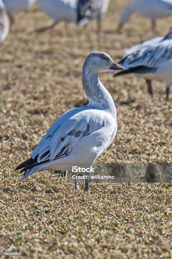 Snow goose - white morph Snow goose (white morph), a migratory white-bodied goose with black wingtips Animal Migration Stock Photo