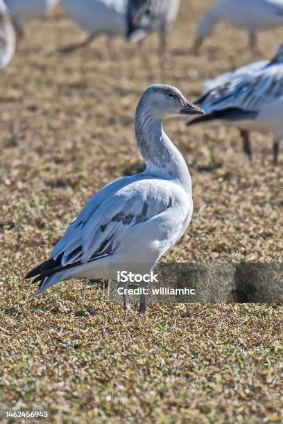 Snow Goose White Morph Stock Photo - Download Image Now - Animal Migration, Bird, Bird Watching