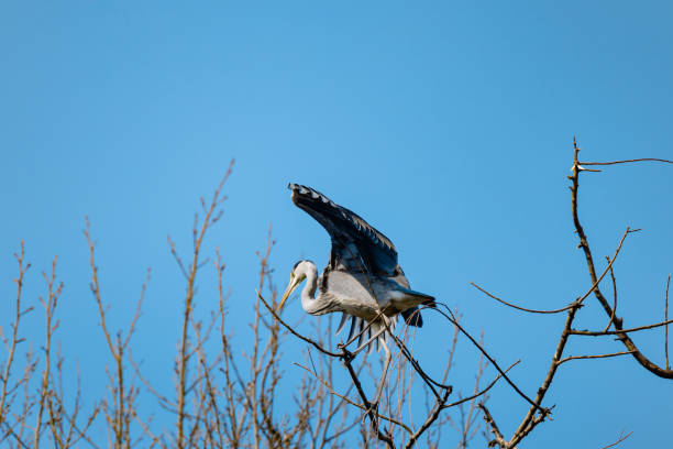 나뭇 가지에 백로 - wading bird everglades national park egret 뉴스 사진 이미지