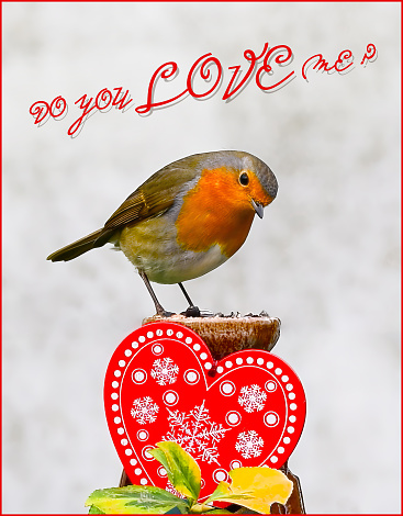 European robin (Erithacus rubecula) on red heart asking Do You Love Me? Valentines day greeting card