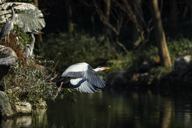 istock Egret by the lotus pond 1462472215