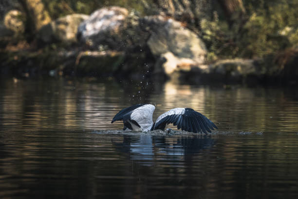 Gray heron bird ( Ardea cinerea )