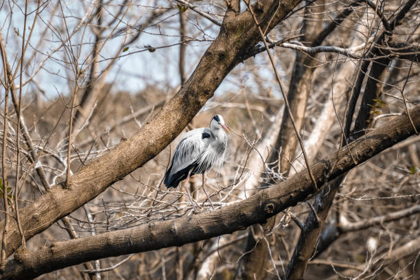 garcetas en ramas - wading bird everglades national park egret fotografías e imágenes de stock
