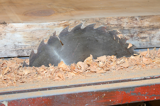detail of the serrated blade of the circular saw in the carpentry and the wood shavings