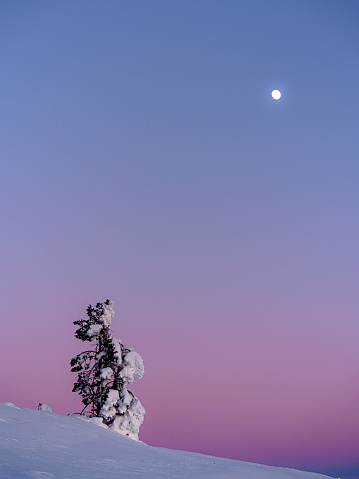 Tramonto artico con luna piena e albero innevato nella Lapponia finlandese