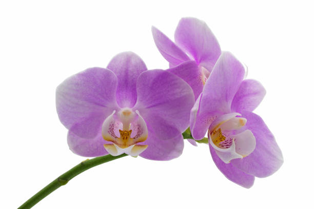 istock purple or pink orchid flowers 1462498197