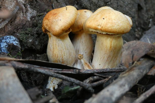 istock Mushrooms in the forest 1462500899