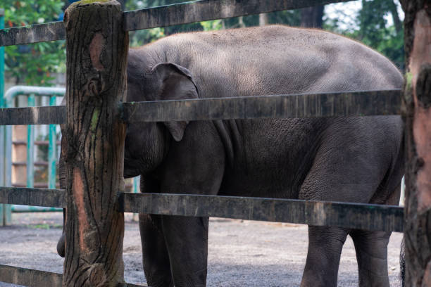 istock elephant at the Indonesian zoo. 1462500917