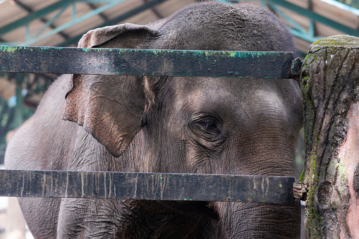 [Close Up] an elephant who wants to enter the cage at the Indonesian zoo.
