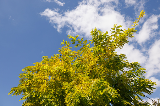 Top of a large tree with green leaves and cloudy blue sky.