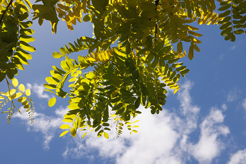 Top of a large tree with green leaves and clouds blue sky.