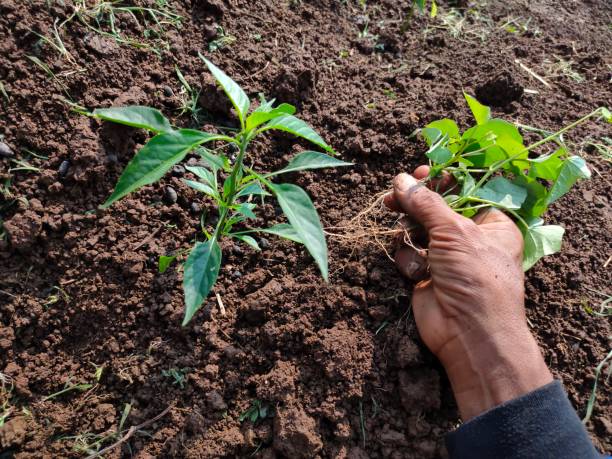 istock Farmers' hands remove the grass growing around the chili trees 1462507559