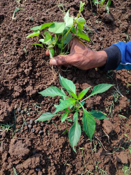 istock Farmers' hands remove the grass growing around the chili trees 1462507560