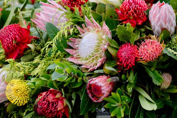 istock High Angle View Of Red Protea Flower 1462508034