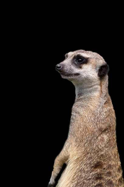 istock Meerkat on a black background 1462508447
