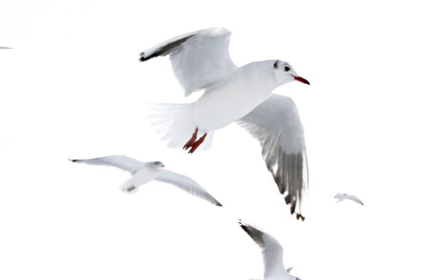 istock Low Angle View Of Seagulls Flying 1462511522
